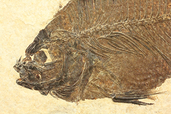 グリーンリバーフォーメーションの代表格!古代魚プリスカカラ(Priscacara sp.)(その8)