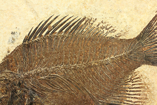 グリーンリバーフォーメーションの代表格!古代魚プリスカカラ(Priscacara sp.)(その9)