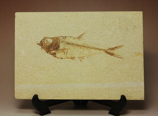 保存状態抜群の古代魚ナイティア(Knightia sp.)(その1)