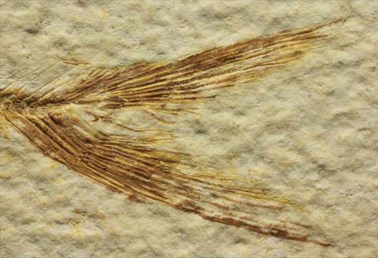 保存状態抜群の古代魚ナイティア(Knightia sp.)(その10)