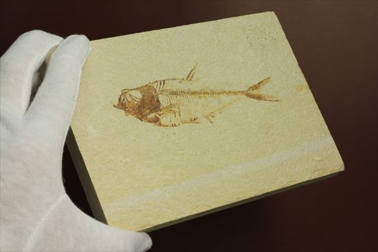 保存状態抜群の古代魚ナイティア(Knightia sp.)(その11)