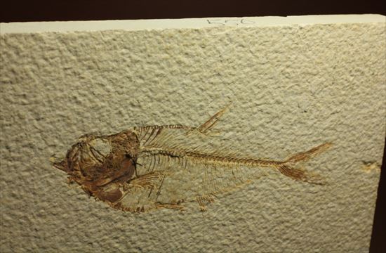 保存状態抜群の古代魚ナイティア(Knightia sp.)(その12)