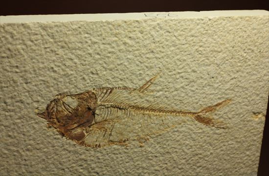 保存状態抜群の古代魚ナイティア(Knightia sp.)（その12）