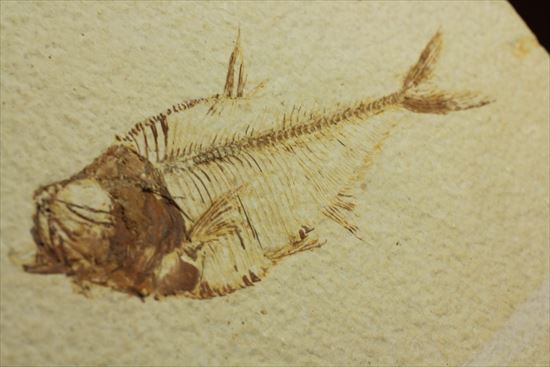 保存状態抜群の古代魚ナイティア(Knightia sp.)(その13)