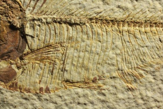 保存状態抜群の古代魚ナイティア(Knightia sp.)(その14)