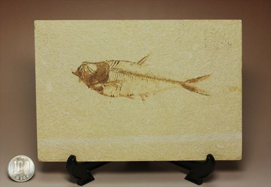 保存状態抜群の古代魚ナイティア(Knightia sp.)(その15)