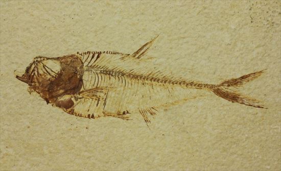 保存状態抜群の古代魚ナイティア(Knightia sp.)(その2)