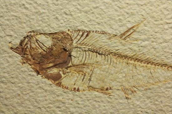 保存状態抜群の古代魚ナイティア(Knightia sp.)（その3）