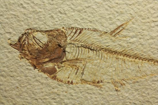 保存状態抜群の古代魚ナイティア(Knightia sp.)(その3)