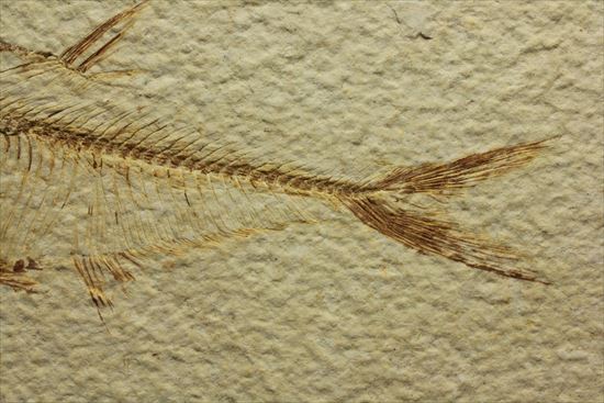 保存状態抜群の古代魚ナイティア(Knightia sp.)(その4)