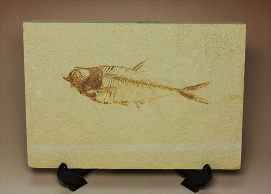 保存状態抜群の古代魚ナイティア(Knightia sp.)(その5)