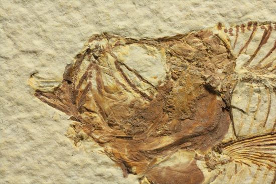 保存状態抜群の古代魚ナイティア(Knightia sp.)(その6)