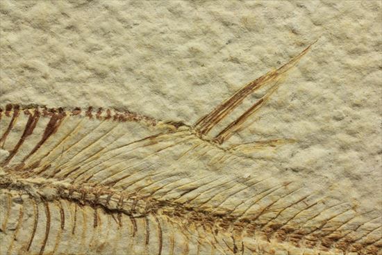 保存状態抜群の古代魚ナイティア(Knightia sp.)(その7)