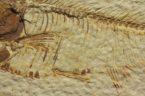 保存状態抜群の古代魚ナイティア(Knightia sp.)(その8)