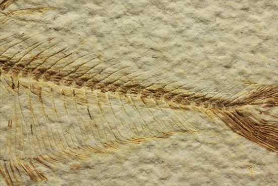 保存状態抜群の古代魚ナイティア(Knightia sp.)(その9)