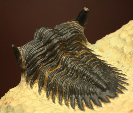 デボン紀の三葉虫アステロピゲ(Asteropyge)(その10)