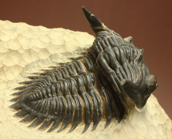 デボン紀の三葉虫アステロピゲ(Asteropyge)(その13)