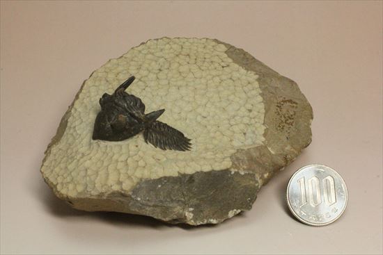 デボン紀の三葉虫アステロピゲ(Asteropyge)(その15)