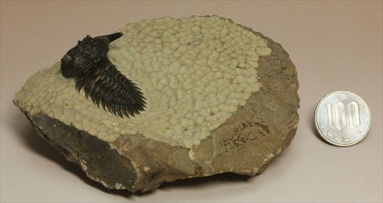 デボン紀の三葉虫アステロピゲ(Asteropyge)(その16)