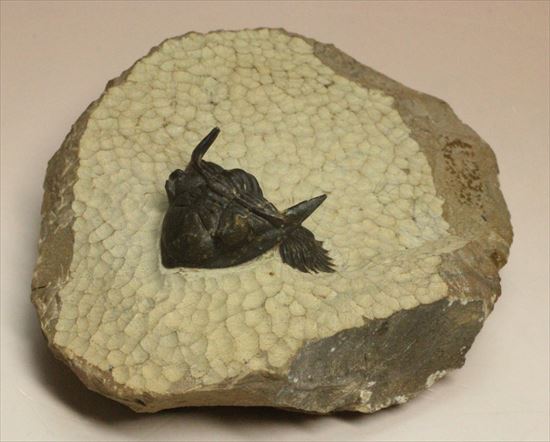 デボン紀の三葉虫アステロピゲ(Asteropyge)(その2)