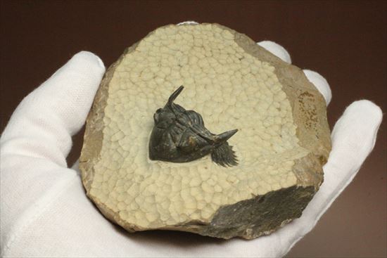 デボン紀の三葉虫アステロピゲ(Asteropyge)(その3)