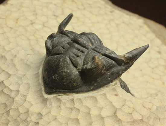 デボン紀の三葉虫アステロピゲ(Asteropyge)(その4)
