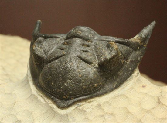 デボン紀の三葉虫アステロピゲ(Asteropyge)(その5)