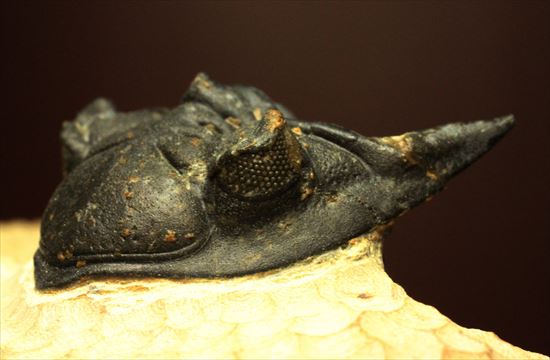 デボン紀の三葉虫アステロピゲ(Asteropyge)(その8)