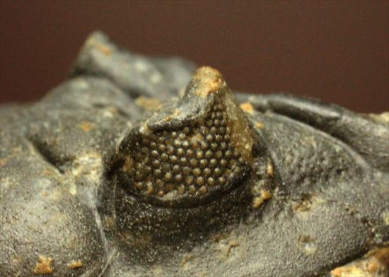 デボン紀の三葉虫アステロピゲ(Asteropyge)(その9)