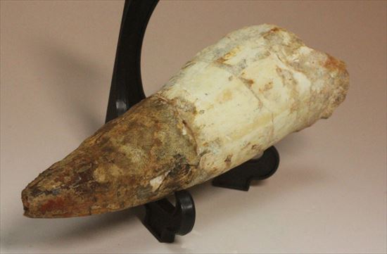 極太の魅力に取り憑かれてください!!スピノサウルス巨大歯(Spinosaurus)(その10)
