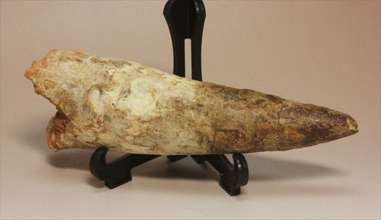 極太の魅力に取り憑かれてください!!スピノサウルス巨大歯(Spinosaurus)(その11)