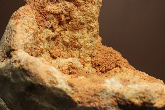 極太の魅力に取り憑かれてください!!スピノサウルス巨大歯(Spinosaurus)(その12)