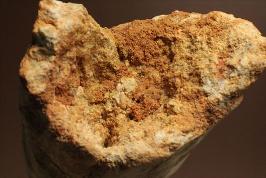 極太の魅力に取り憑かれてください!!スピノサウルス巨大歯(Spinosaurus)(その13)