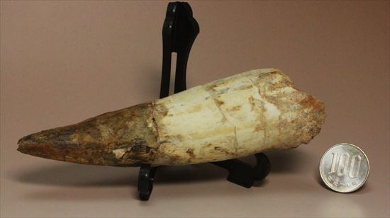 極太の魅力に取り憑かれてください!!スピノサウルス巨大歯(Spinosaurus)(その14)