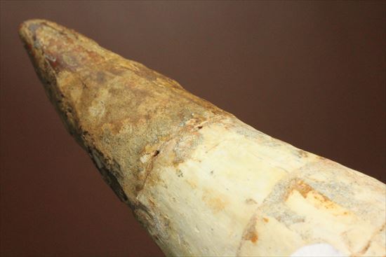 極太の魅力に取り憑かれてください!!スピノサウルス巨大歯(Spinosaurus)(その4)