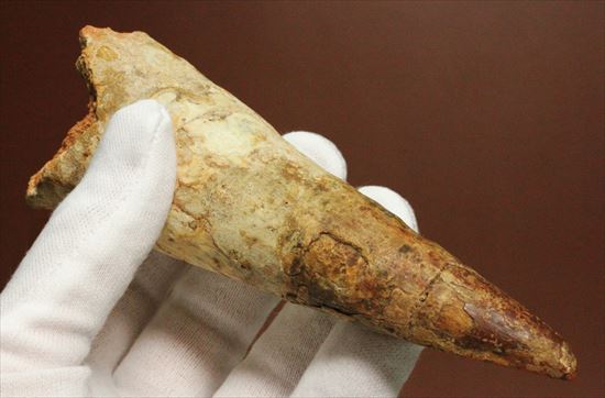 極太の魅力に取り憑かれてください!!スピノサウルス巨大歯(Spinosaurus)(その5)