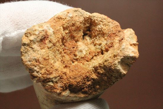 極太の魅力に取り憑かれてください!!スピノサウルス巨大歯(Spinosaurus)(その7)