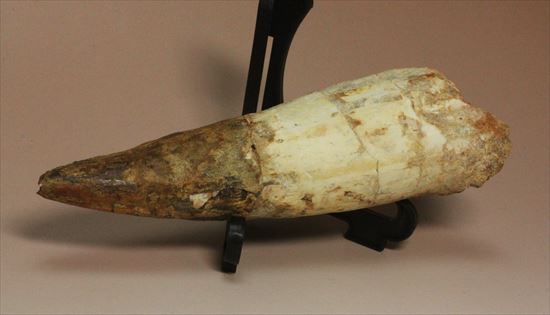 極太の魅力に取り憑かれてください!!スピノサウルス巨大歯(Spinosaurus)(その8)