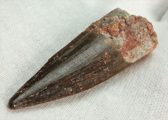エナメルパターンまで完全保存!スピノサウルス美麗歯化石(Spinosaurus)(その1)