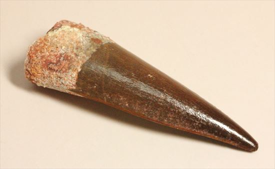 エナメルパターンまで完全保存!スピノサウルス美麗歯化石(Spinosaurus)(その10)