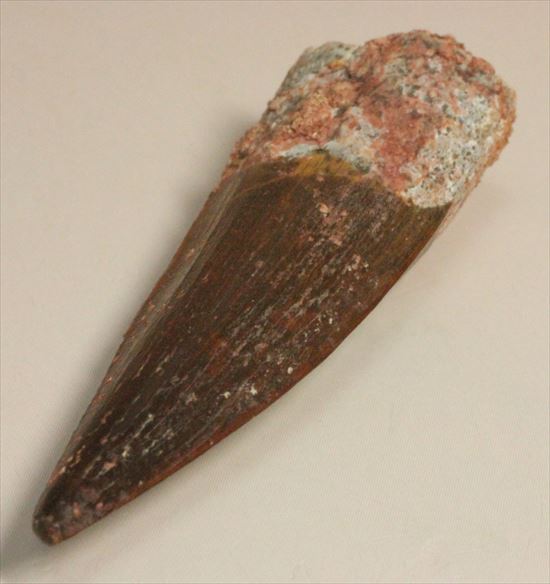 エナメルパターンまで完全保存!スピノサウルス美麗歯化石(Spinosaurus)(その11)