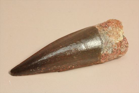 エナメルパターンまで完全保存!スピノサウルス美麗歯化石(Spinosaurus)(その12)