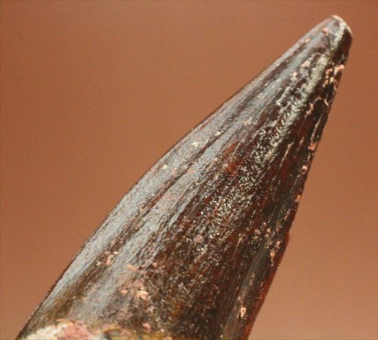 エナメルパターンまで完全保存!スピノサウルス美麗歯化石(Spinosaurus)(その13)