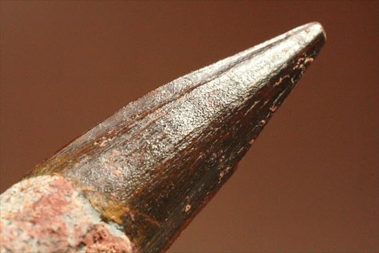 エナメルパターンまで完全保存!スピノサウルス美麗歯化石(Spinosaurus)(その14)