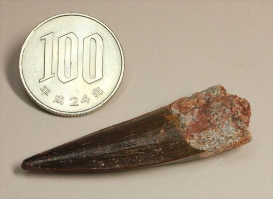 エナメルパターンまで完全保存!スピノサウルス美麗歯化石(Spinosaurus)(その16)