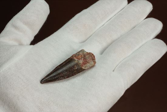 エナメルパターンまで完全保存!スピノサウルス美麗歯化石(Spinosaurus)(その2)