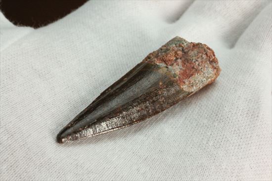 エナメルパターンまで完全保存!スピノサウルス美麗歯化石(Spinosaurus)(その3)
