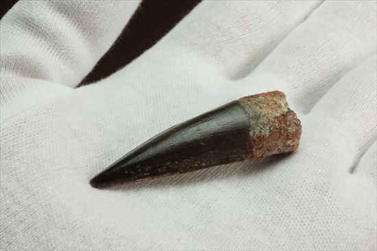 エナメルパターンまで完全保存!スピノサウルス美麗歯化石(Spinosaurus)(その4)