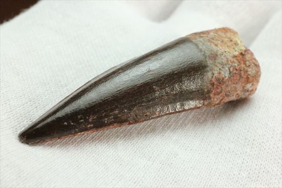 エナメルパターンまで完全保存!スピノサウルス美麗歯化石(Spinosaurus)(その5)