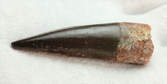 エナメルパターンまで完全保存!スピノサウルス美麗歯化石(Spinosaurus)(その6)